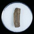 T-Rex Tooth Fragment #6955-1
